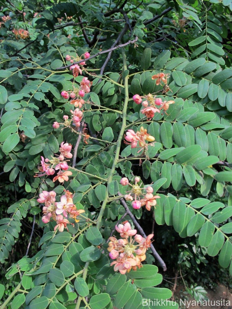 Cassia roxburghii DC.